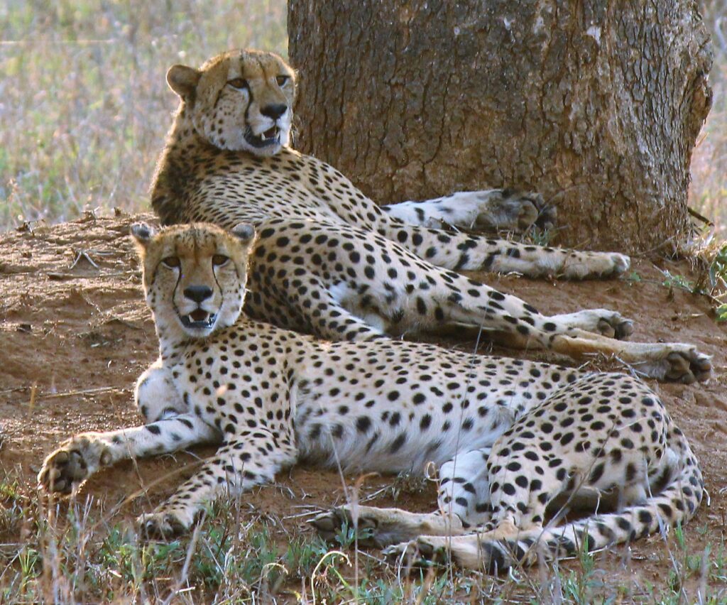 Two cheetahs with spotted fur are lying on the ground, resting in the shade of a tree. Both are facing forward, and the background shows dry grass and soil.