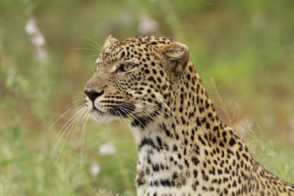 A close-up of a leopard sitting in tall grass, looking to the left, with a blurred background of green foliage and light purple flowers.