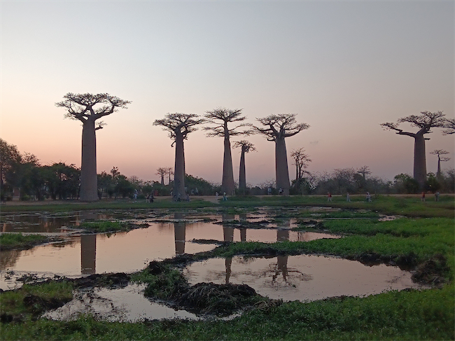 Baobab trees stand tall at sunset near a reflective pool, surrounded by green grass and sparse vegetation beneath a pastel sky—reminding us that not all points are equal in nature’s breathtaking design.